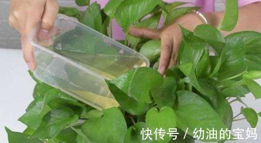 还在用淘米水浇花，兑上3种料，养花效果太棒了，你了解嘛