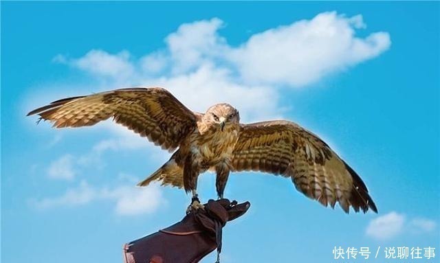 正道|俗话说“钓鱼穷三年，玩鸟毁一生”，它下句才是精华，却鲜为人知