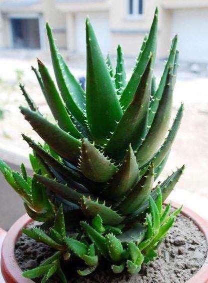 卧室、客厅必养的5种花,甲醛少、空气好,家人身体倍儿健康