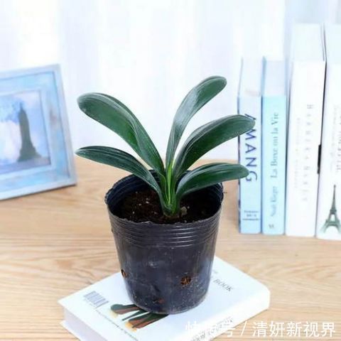 这几盆号称“浇不死”盆栽，吸收甲醛空化空气，聪明人都在养！