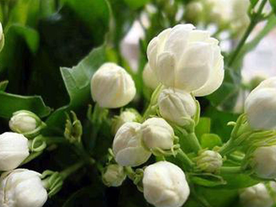 栀子、茉莉不开花这么一处理,花苞“嗖嗖冒”,花朵洁白、芳香