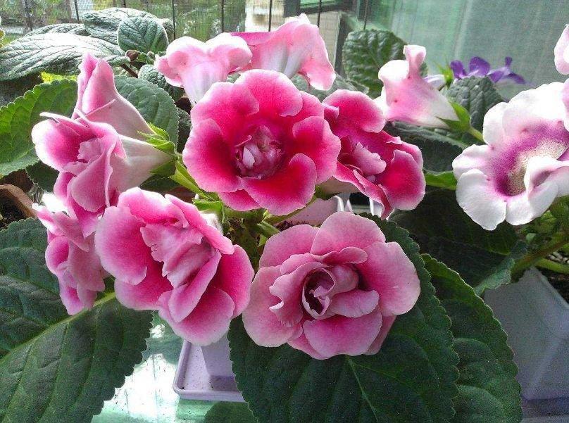 长寿花不能“惯着”，多做这“一步”，花苞蹭蹭冒，想不爆盆都难