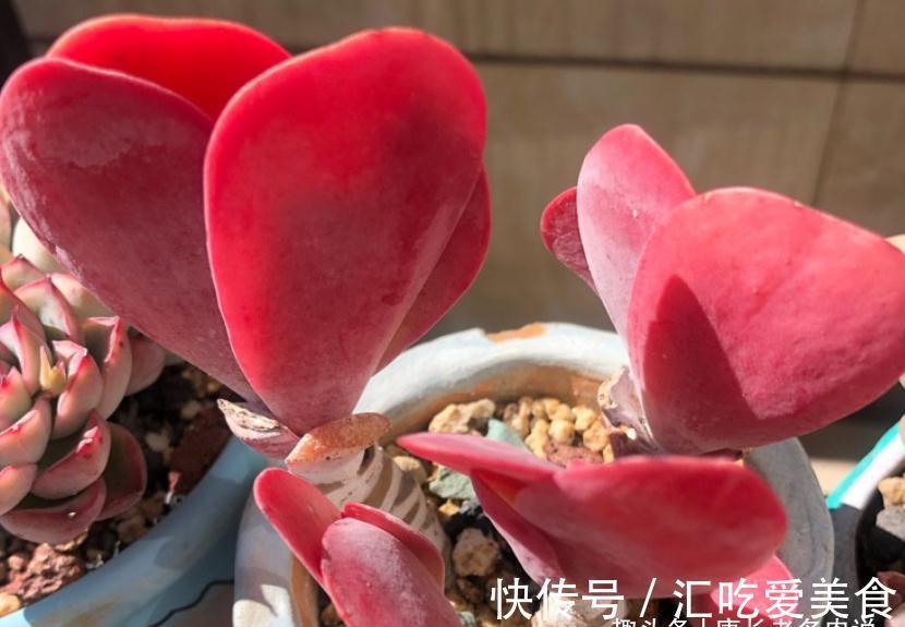 有些多肉我们会庆幸没有扔掉，因为经过岁月的沉淀，它突然就美了