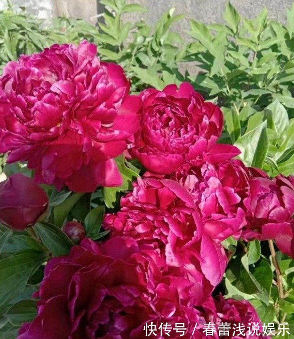 花型|最漂亮的“草本花卉”,花朵跟牡丹花一样漂亮,很值得养,别忽略