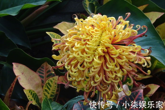 凤凰振羽|喜欢菊花，不如养盆“十大名菊”凤凰振羽，似凤凰展翅，光彩夺目