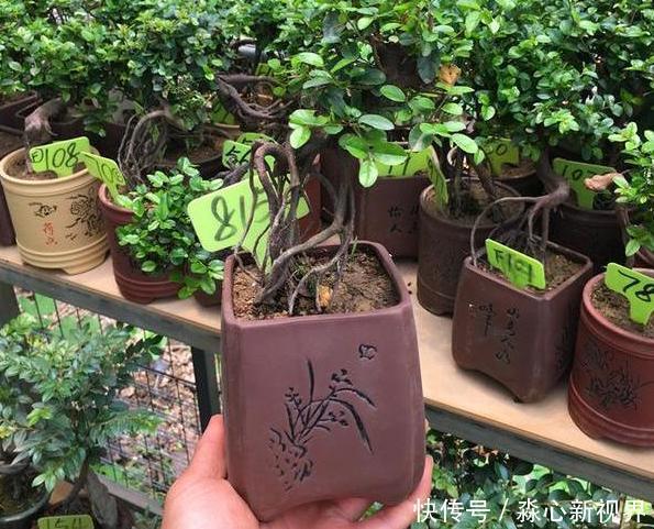 养花挑盆很关键摸清6种材质的优劣,轻松选好花草的''新家''