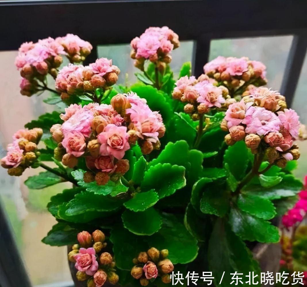 芦荟|人养花，花亦养人，能促进“睡眠”的9种花，卧室再小也要养