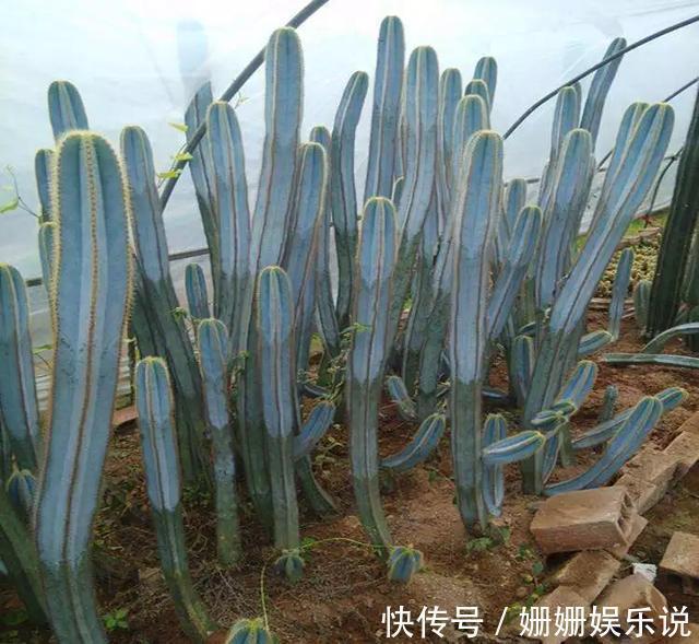 煞气|3种“丑花”,长得不怎么样,却能旺运镇宅,关键还好养