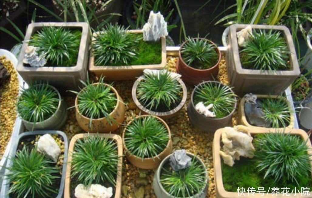 3种普通的“小草”,也能养成美观小盆景,精致小巧生机盎然