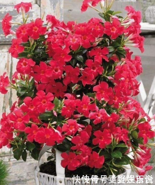 飘香藤|几种花养在家里,一整年都有好运气,花开美翻天,大家都抢着买