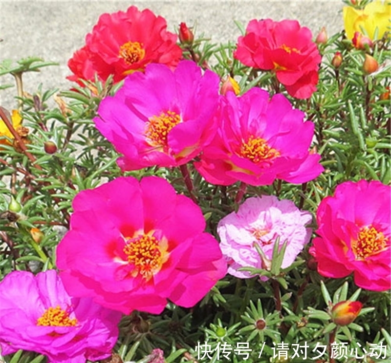 9种养不死的花,绿萝只能排最后,再养不活就剁手吧