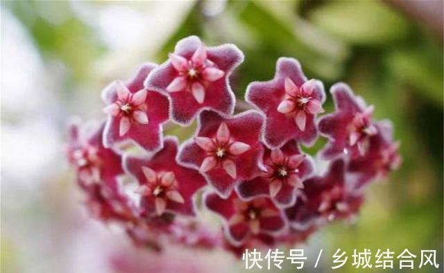 适合家里养的耐阴开花植物，半年爬满窗，花开满屋香