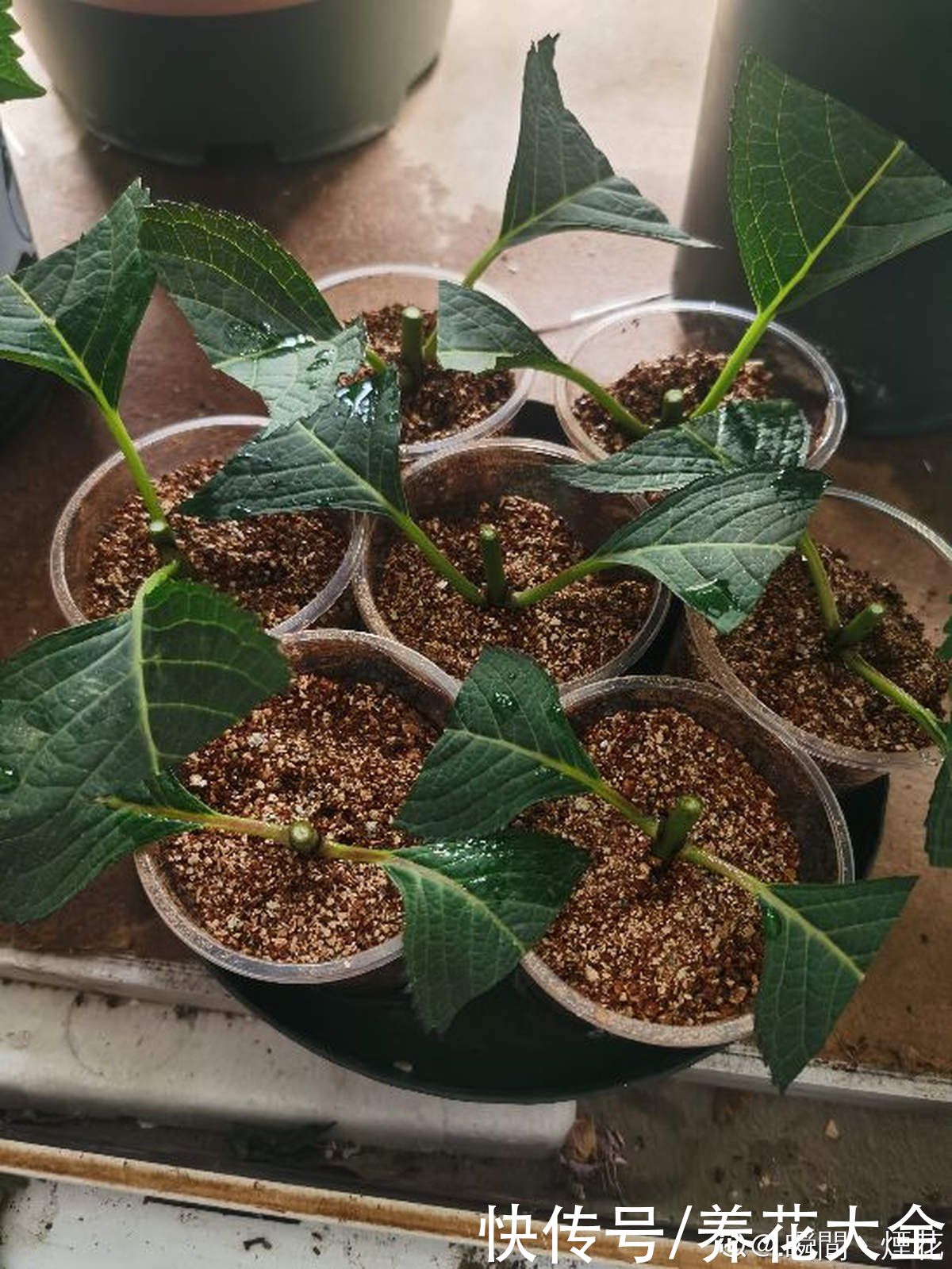 狗牙根|秋天扦插5种花，呼呼冒出“狗牙根”，明年春天就开花