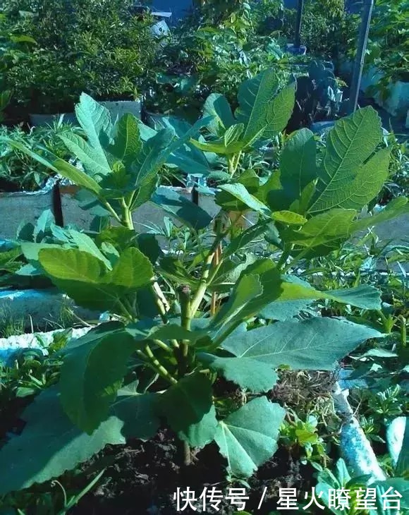 1根枝条插土里,10天生根,来年结果,一结一箩筐,吃不完!