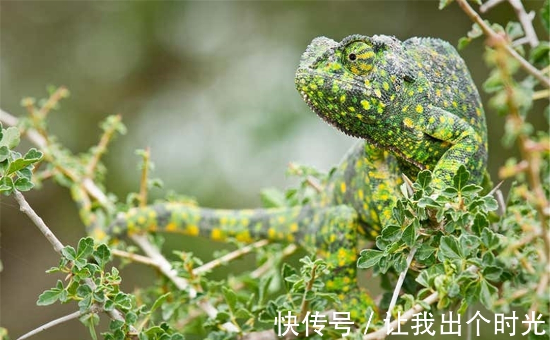 纳米晶体|变色不是为了“伪装”?而是交流和控制体温,动画片都是骗人的