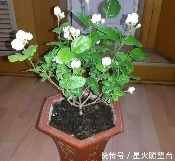 养花盆土板结,一点这玩意扔盆里,盆土肥沃透气,花长得可快了