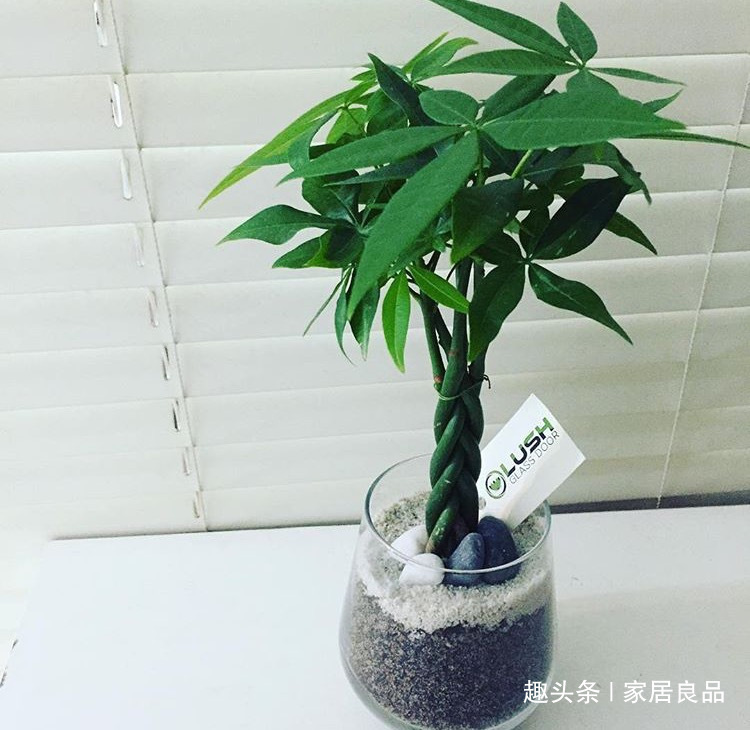 植株|“病菌”超怕的5种花，家里养一盆，老人、小孩“少生病”