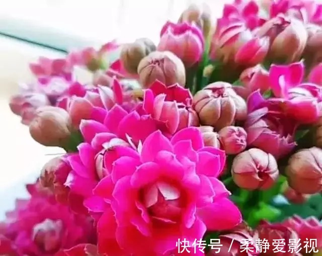 长寿花不长花苞怎么办,用点小技巧,花苞蹭蹭的冒