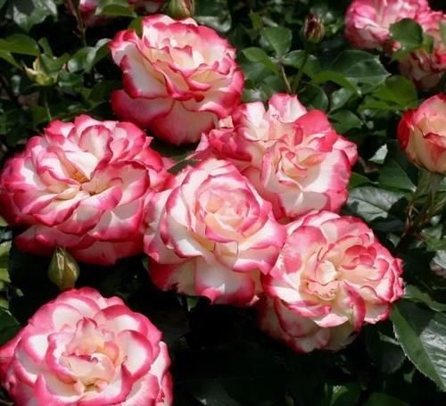 10年老花农养月季,只选这3种,开花美极了,是盆栽佳品!