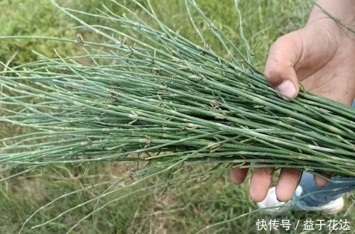 冬季|这种野草,即使是在冬季,它也不会凋零,你见过吗?