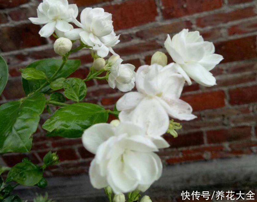 煤渣|夏天茉莉不开花?两种土壤要重视,及时处理才能长势旺