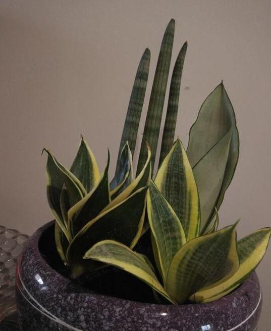 虎皮兰|居家盆栽虎皮兰，不想叶片变得干瘪难看，需趁早实践4个知识点