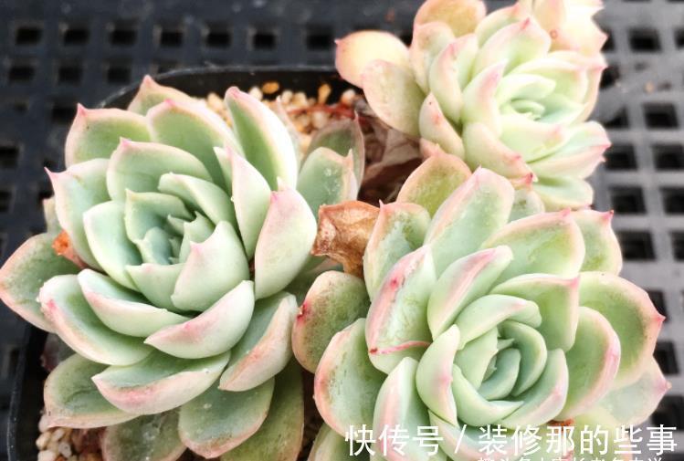 冰梅|月影系多肉之冰雪女王——平常颜色有点白,出状态时却黄中带红