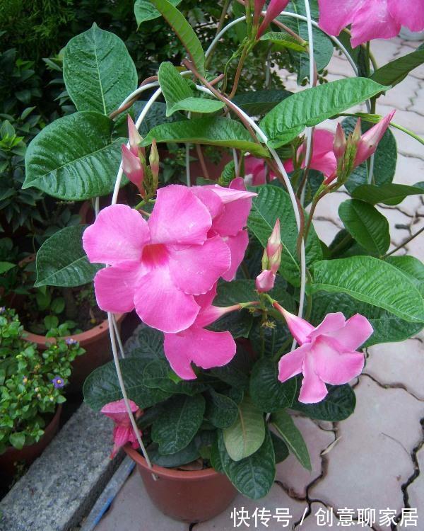 养花试试这几款，金黄光滑的花朵，美丽动人