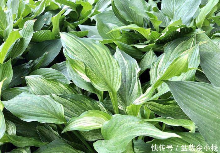 6种耐阴开花两不误的花,冬天养护也简单,开花很亮眼