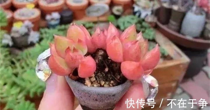 白美人|“拇指大”的花盆,被她塞了几十棵多肉,养一年都不是事!