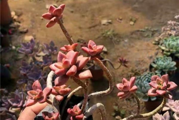 12种值得珍藏的多肉,越老越美丽,养成老桩才值钱