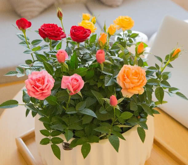 花艳叶绿|想要花卉养的好，学会关键1招，不黄叶不生虫，年年开花不断，赞