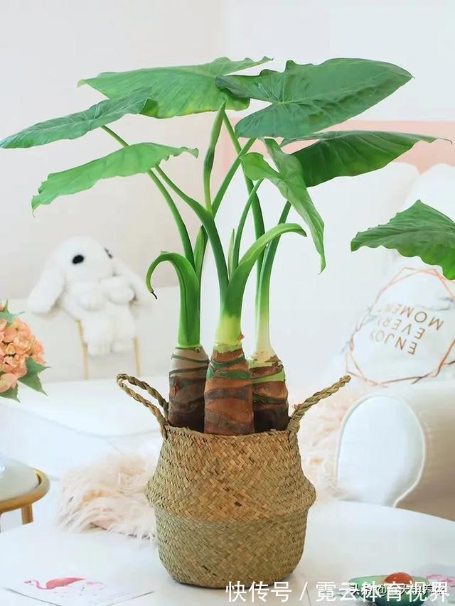 这六种花都是“毒花”,家里有老人、小孩、孕妇的,千万要慎养!