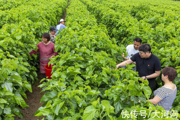 鲁山|鲁山县：“天虫”作茧织就文旅融合发展新“丝路”