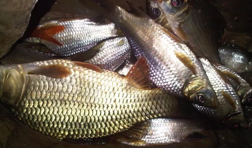 冬季钓鱼鱼口轻,试试这样调漂,轻松解决弱口鱼!