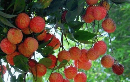 挂绿荔枝|世界上最贵的4种水果,第一产自中国,吃一口等于一辆豪车