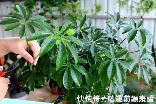 吸毒花|8种“吸毒花”，家里养一盆，废气吸光光，净化空气一级棒