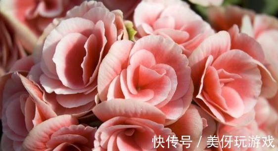 冬季艳丽大花如何爆盆,丽格海棠