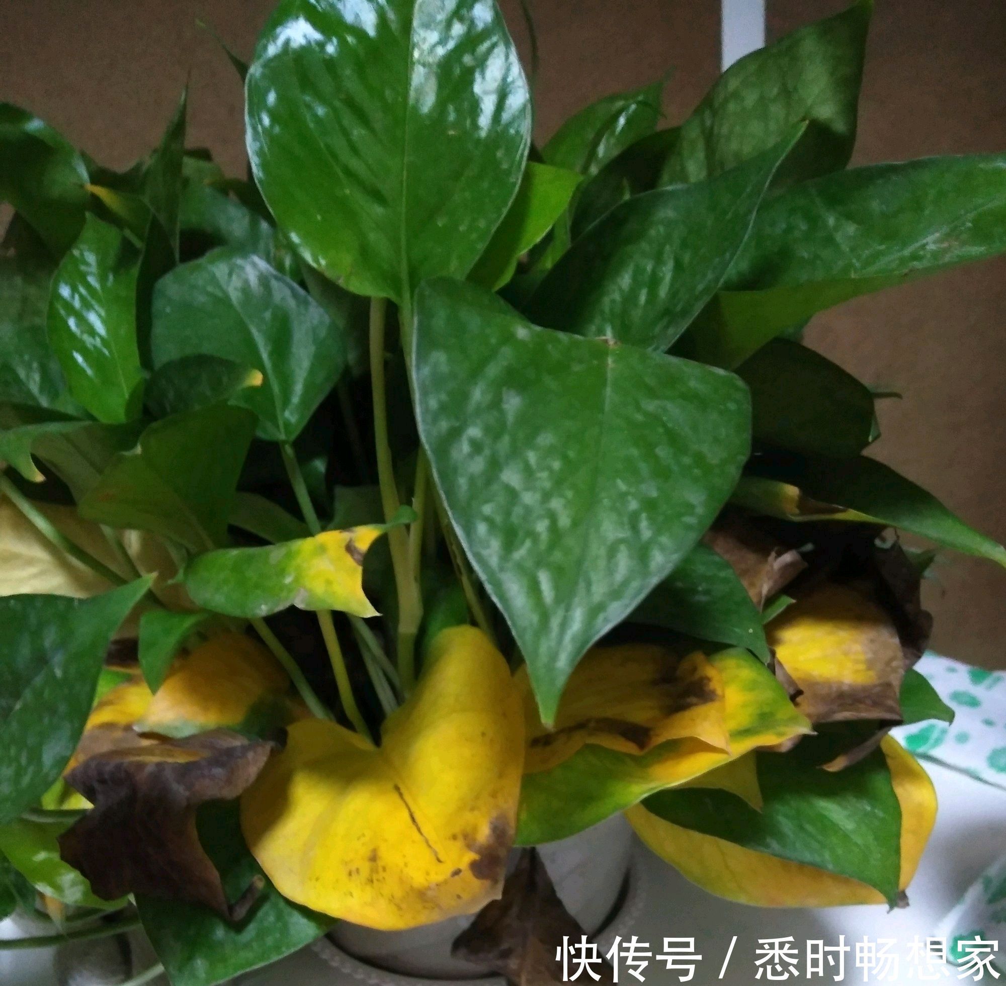 绿萝太密了该如何分盆脱盆分株和砍头扦插，长势旺叶片绿油油