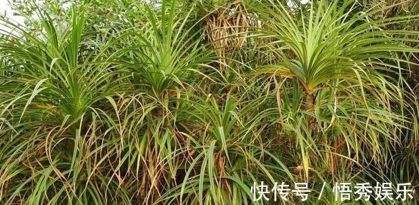 植物|野外遇到这种植物不要放过,因为植物的根部能结出钻石