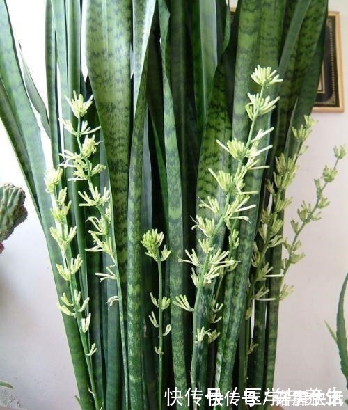 栽植虎皮兰,土壤里加点“它”,叶片碧绿旺盛,一年长高30cm!