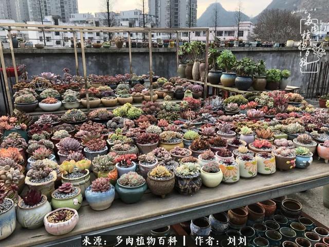 爱多肉，爱生活，我们是一群快乐的养肉人！