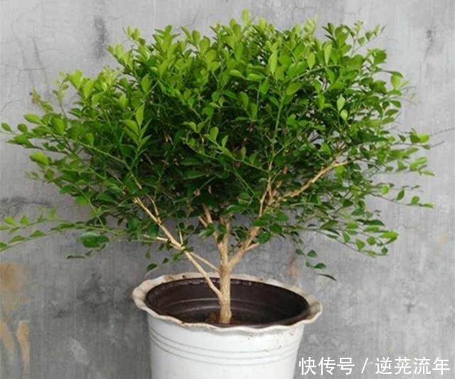 我国“最香”盆栽花卉,净化空气效果好,房间摆1盆,熏得一室香