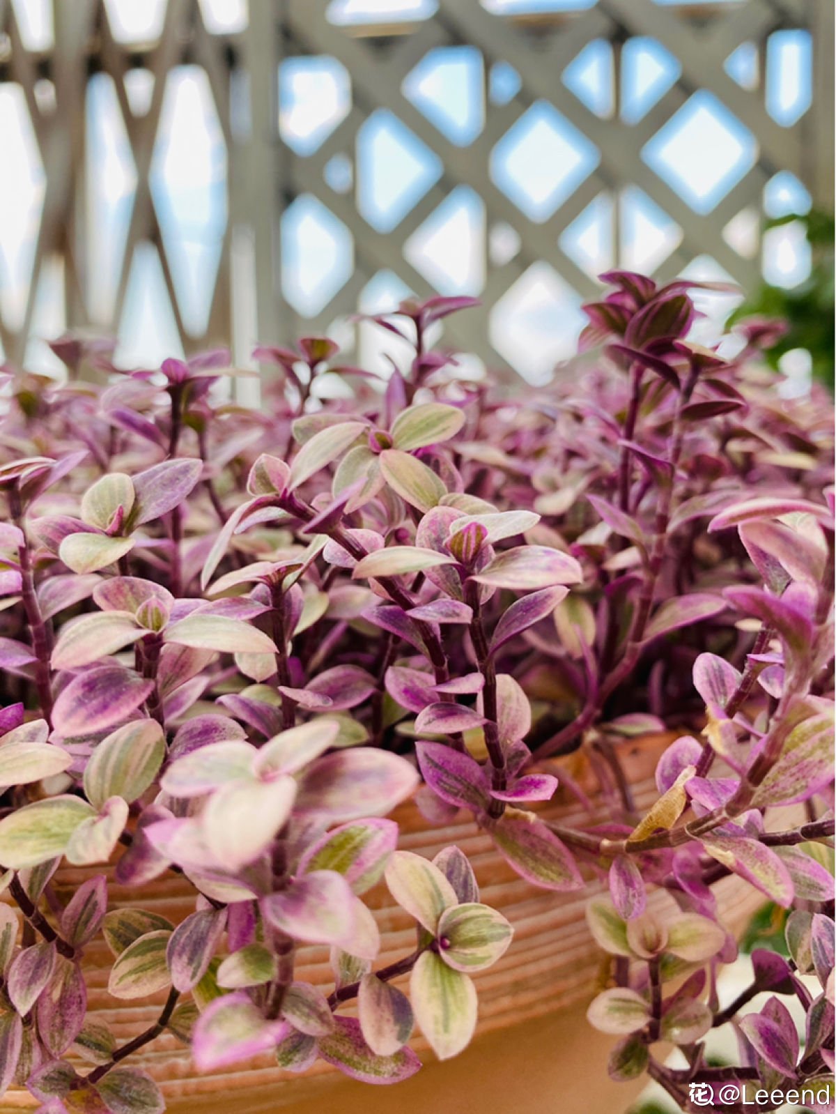 枯萎|一盆胭脂云，颜色粉嫩像“仙女”，秋天上色特好看