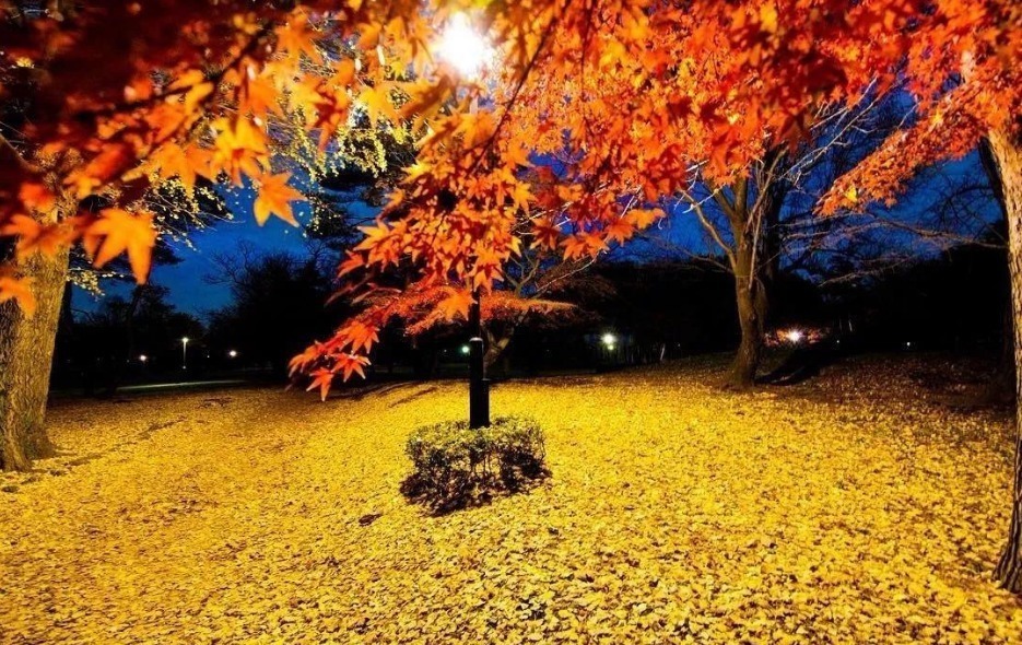  诗词|【诗词鉴赏】古诗词里听秋声，声声入耳，句句在心！