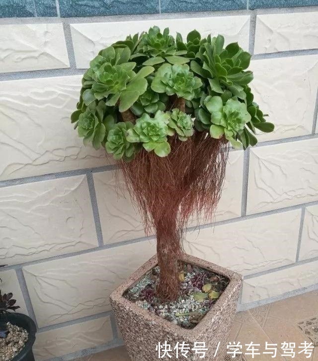 多肉长气根,这是“求救信号”,2个原因导致,最好赶紧剪掉!