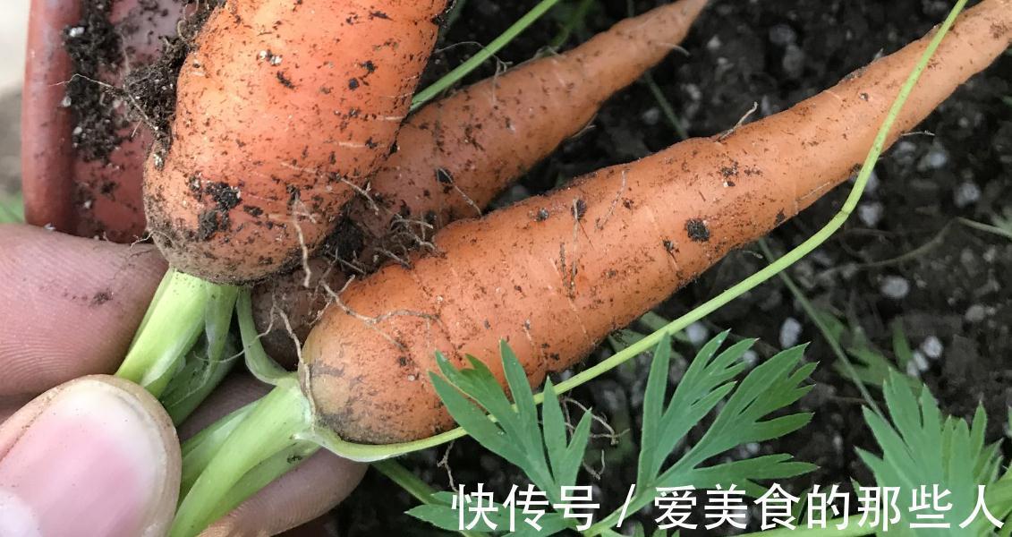 再也不用担心没地方种菜了只需一个花盆就能种出好吃的胡萝卜盆栽