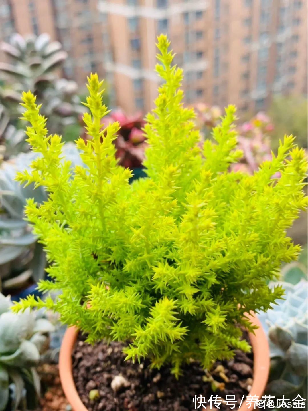 家里养一盆小香松,芬芳满室,满屋子都是高级香水味