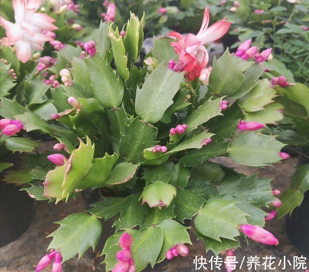 天气变冷，10种花要减少浇水，不然难过冬