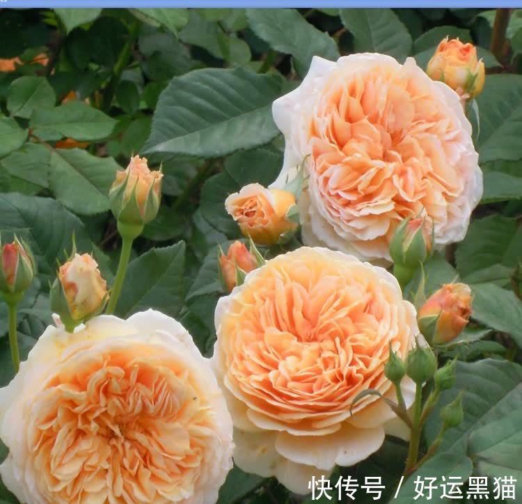 月季花|入秋养月季，首选这5种，耐热耐寒性都不错，关键抗性强，开花美